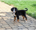 Liberty - Female Bernese Mountain Dog Puppy for Sale - Photo #8