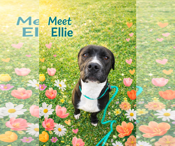 Medium Photo #1 Labrador Retriever-Unknown Mix Puppy For Sale in Rootstown, OH, USA