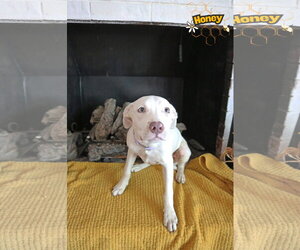 HoneyBelle - Female Pointer-Unknown Mix Dog for Adoption - Photo #6