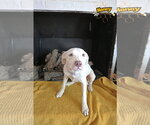 Small Photo #6 Pointer-Unknown Mix Puppy For Sale in Wakefield, RI, USA