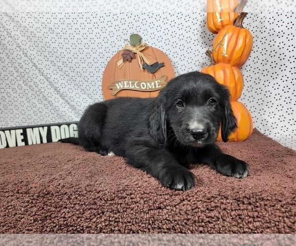 Medium Photo #5 Golden Mountain Dog Puppy For Sale in BLACK FOREST, CO, USA