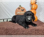 Small #4 Golden Mountain Dog