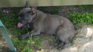 French Bulldog Puppy for sale in FORDLAND, MO, USA