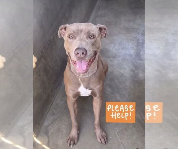 Medium Photo #1 Great Dane-Unknown Mix Puppy For Sale in Dana Point, CA, USA