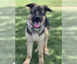 German Shepherd Dog-Unknown Mix Dogs for adoption in Phoenix, AZ, USA