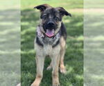 Small German Shepherd Dog Mix