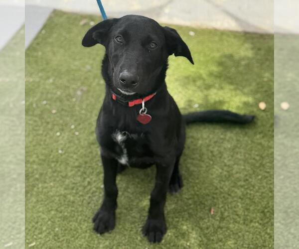 Medium Photo #2 Labrador Retriever-Unknown Mix Puppy For Sale in San Diego, CA, USA