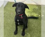 Small #1 Labrador Retriever Mix