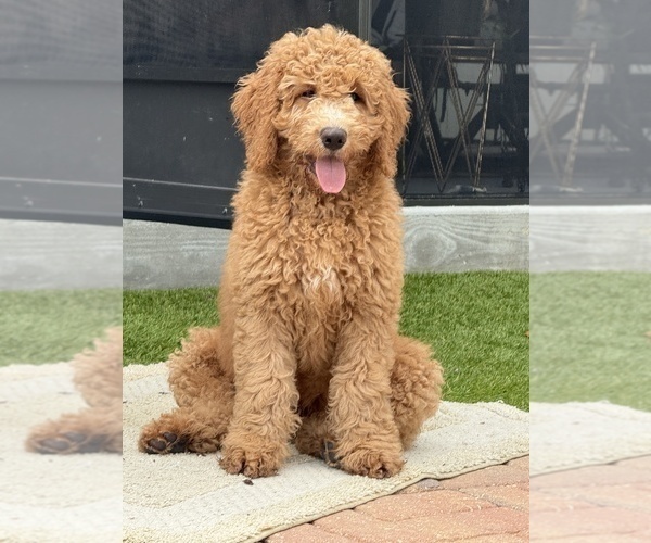 Medium Photo #2 Goldendoodle Puppy For Sale in GIBSONTON, FL, USA