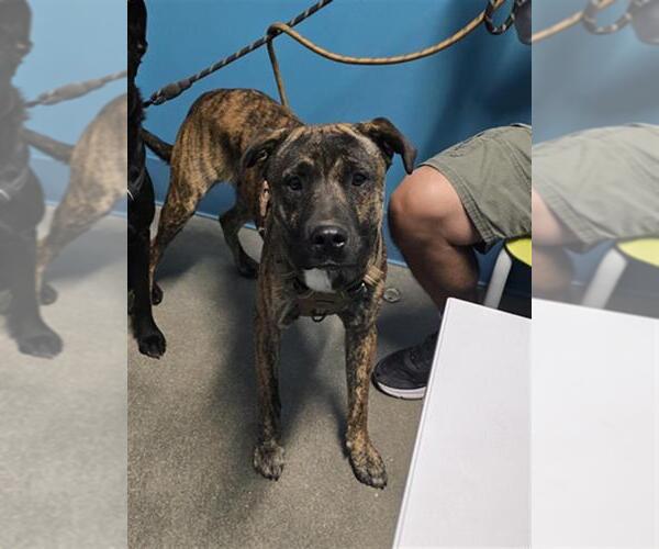 Medium Photo #1 Labrador Retriever Puppy For Sale in Houston, TX, USA