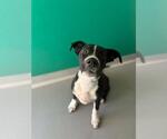 Small Mutt