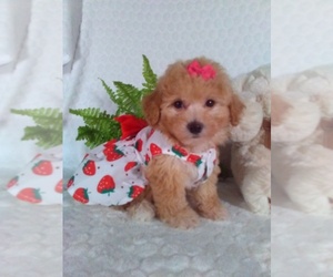 Bichpoo Puppy for Sale in SUGARCREEK, Ohio USA