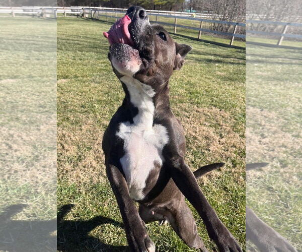Medium Photo #10 Boxer-Unknown Mix Puppy For Sale in Germantown, OH, USA