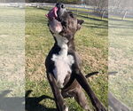 Small #9 Boxer Mix