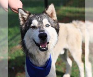 Siberian Husky-Unknown Mix Dogs for adoption in San Antonio, TX, USA
