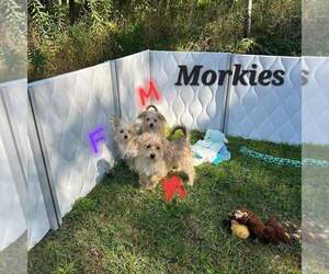 Morkie Puppy for sale in HARTFORD, WI, USA