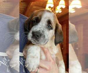 Catahoula Leopard Dog-Labrador Retriever Mix Dogs for adoption in New York, NY, USA