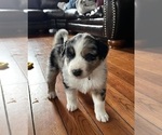 Small #3 Australian Shepherd