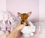 Small #8 Pomeranian
