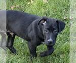 Small #2 Labrador Retriever Mix