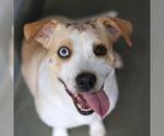 Small Labrador Retriever Mix