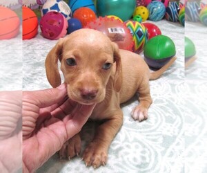 Chiweenie Puppy for Sale in RATTAN, Oklahoma USA