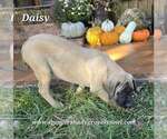 Daisy - Female Mastiff Puppy for Sale - Photo #9