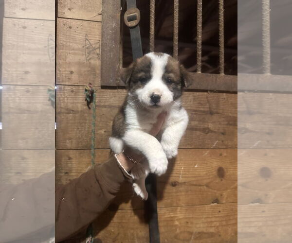 Medium Photo #1 Australian Shepherd-Unknown Mix Puppy For Sale in Mouth Of Wilson, VA, USA