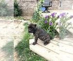 Small #4 Cane Corso