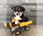 Small Photo #4 Pembroke Welsh Corgi Puppy For Sale in MIDDLEBURY, IN, USA