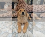 Small #12 Golden Retriever