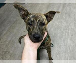 - Mix Dogs for adoption in Pasadena, CA, USA