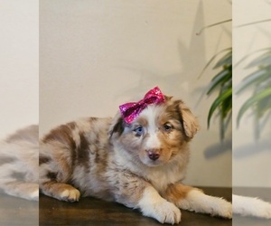 Australian Shepherd Puppy for sale in INDIANAPOLIS, IN, USA