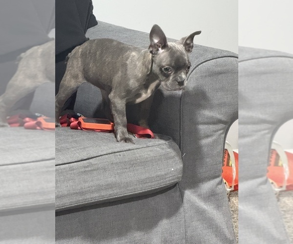 Medium Photo #5 Boston Terrier Puppy For Sale in ROUND LAKE, IL, USA