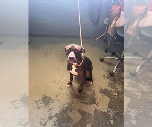 American Staffordshire Terrier-Labrador Retriever Mix Dogs for adoption in Tallahassee, FL, USA