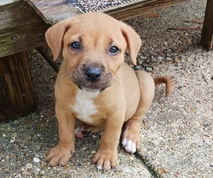 Boxer-English Bulldog Mix Puppy for sale in DOYLINE, LA, USA