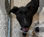 Small Catahoula Leopard Dog