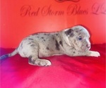 Small #2 American Bully