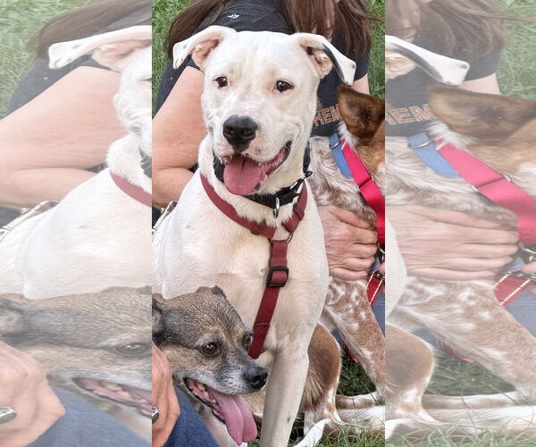 Medium Photo #3 Boxer-Unknown Mix Puppy For Sale in Hinton, WV, USA