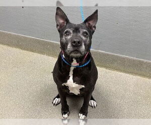 Mutt Dogs for adoption in Las Vegas, NV, USA