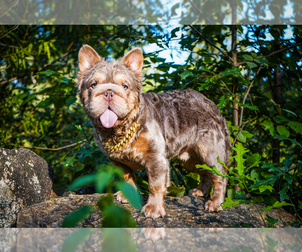 Medium Photo #1 French Bulldog Puppy For Sale in GRIFFIN, GA, USA