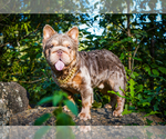 Small Photo #1 French Bulldog Puppy For Sale in GRIFFIN, GA, USA
