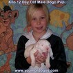 Small Photo #167 Dogo Argentino Puppy For Sale in JANE, MO, USA