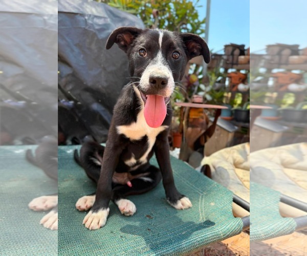 Medium Photo #2 Labrador Retriever-Unknown Mix Puppy For Sale in San Diego, CA, USA