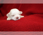 Small Photo #2 Shih Tzu Puppy For Sale in LEHIGHTON, PA, USA