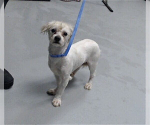 Medium Photo #1 Poodle (Toy)-Unknown Mix Puppy For Sale in Fayetteville, NC, USA