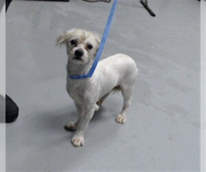 Poodle (Toy)-Unknown Mix Dogs for adoption in Fayetteville, NC, USA