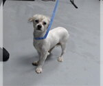 A435339 - Male Poodle (Toy)-Unknown Mix Dog for Adoption - Small photo
