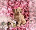 Small Photo #7 Cockapoo Puppy For Sale in NOTTINGHAM, PA, USA