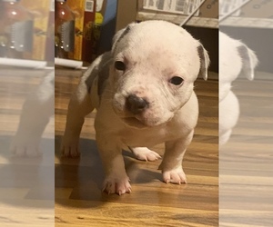 American Bully Puppy for sale in DECATUR, IN, USA
